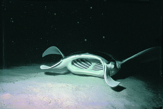 Die deutlich erkennbaren Kiemenrechen des Teufelsmanta / Foto: Helmut Debelius