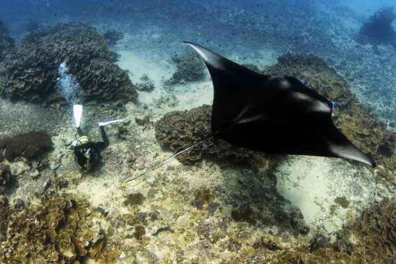 Manta von oben