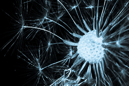 "Synapse" von Gasboyen