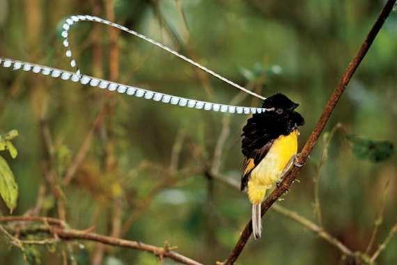 Pteridophora alberti - Foto: Tim Laman - National Heographic Pressroom