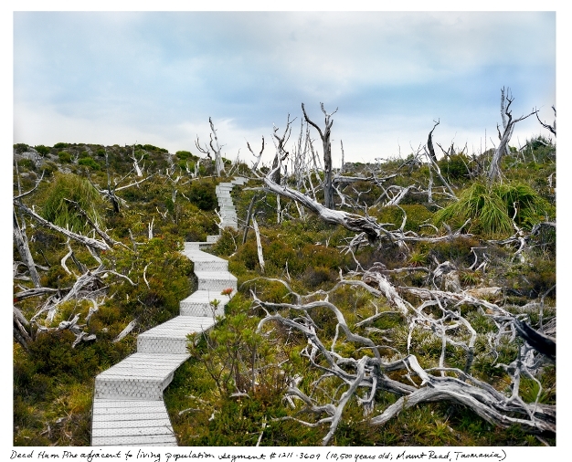 Huon-Pinie - Australien, © Rachel Sussman