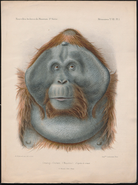 Adolpe Philippe  Millot - Maurice