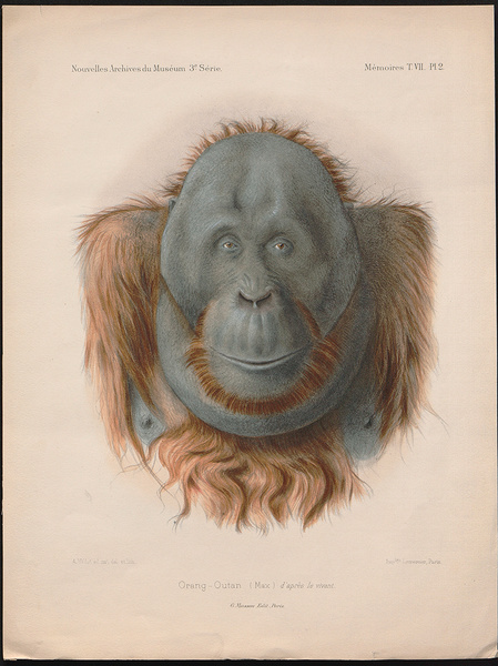 Adolphe Philippe Millot 1857 - 1921  - Max