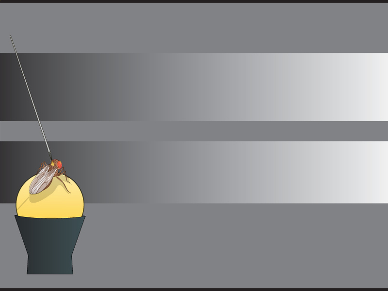 Bewegungsillusion
