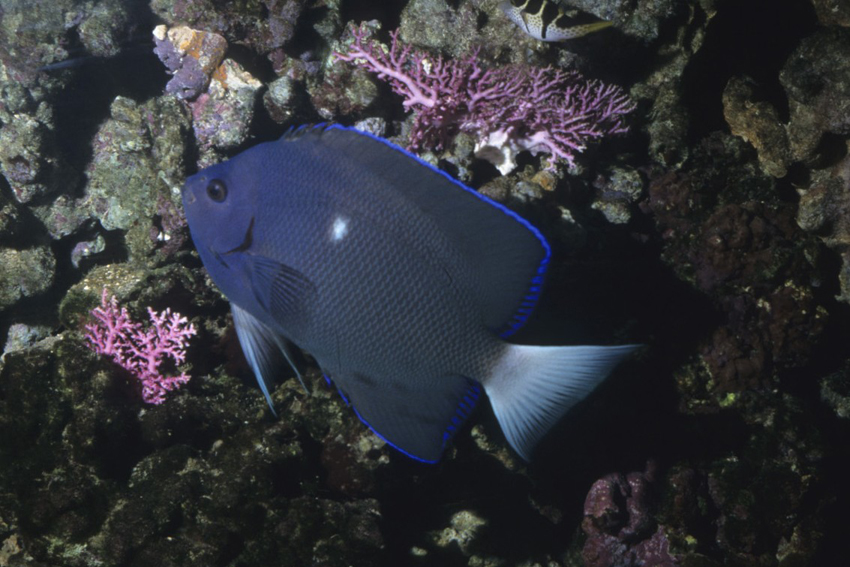 Clipperton Kaiserfisch
