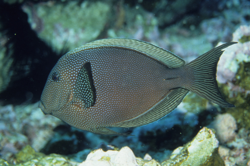 Typischer ostpazifischer Doktorfisch Ctenochaetus marginatus