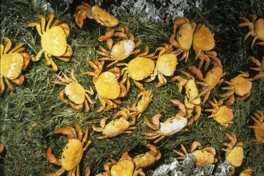 Clipperton-Krabben Johngarthia planatus