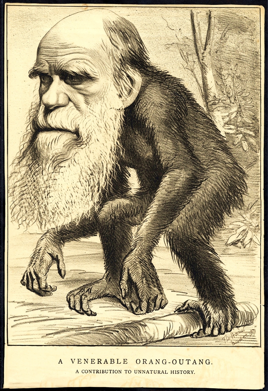 Darwin-Karikatur aus " The Hornet" vom 22. März 1871