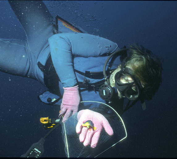Endlich im Netz des Autors in 52 m Tiefe, der unbekannte Zwergkaiser, Foto: © Archiv Debelius