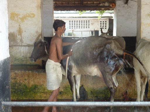 Goshala bei Varanasi (Oktober 2011) ©K. Akerma