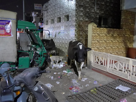 Streunender Hund neben Kuh in Ahmedabad (März 2017) ©K. Akerma