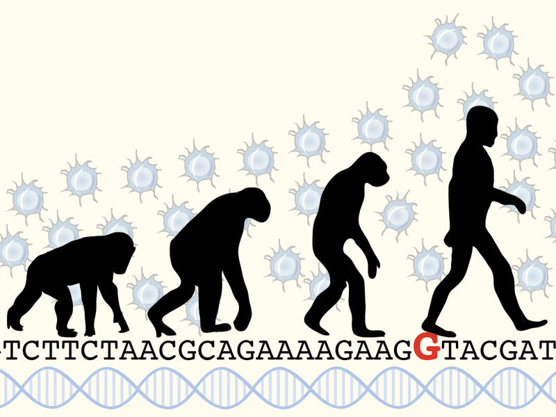 Code des ARHGAP11B-Gens