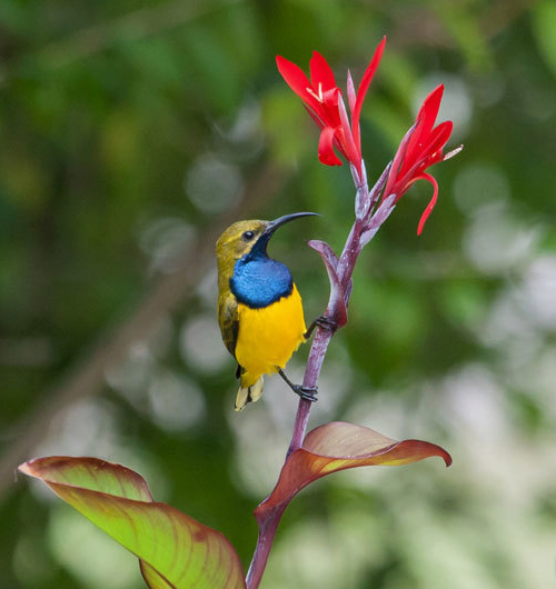 Männlicher Grünrücken-Nektarvogel (Cinnyris jugularis)