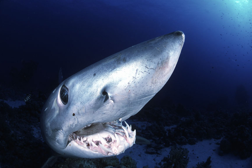 Kurzflossenmako, Isurus oxyrinchus, Rotes Meer