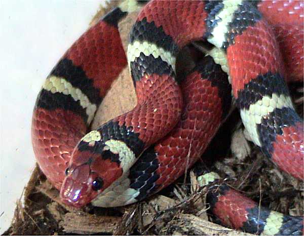lampropeltis elapsoides - Rote Königsnatter - Foto: © Dawson/gemeinfrei