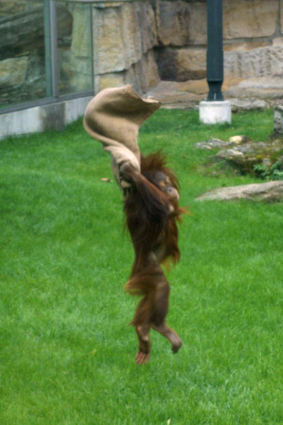 Luftsprung einer kleinen Orang-Dame Zoo Berlin, Foto: © Simone Guski