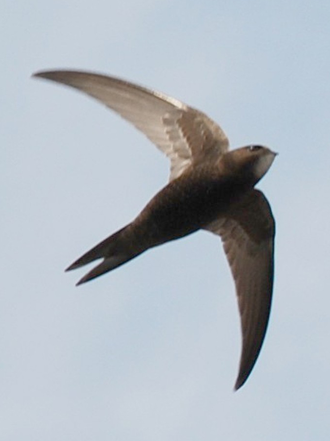 Mauersegeler (apus apus), Foto: Klaus Roggel, wikimedia, gemeinfrei