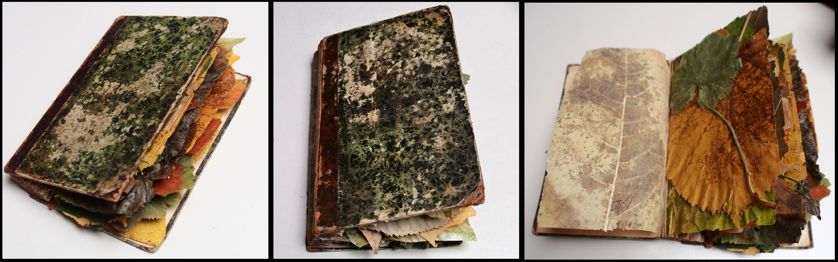 1.Preis: "wissen statt glauben" von Anne Mommertz - Getrocknete Blätter, Buch 18 x 13 cm