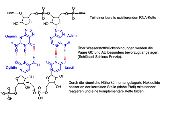 Nukleotide lagern sich über ein Schlüssel-Schloss-Prinzip an einer existierenden RNA-Kette an