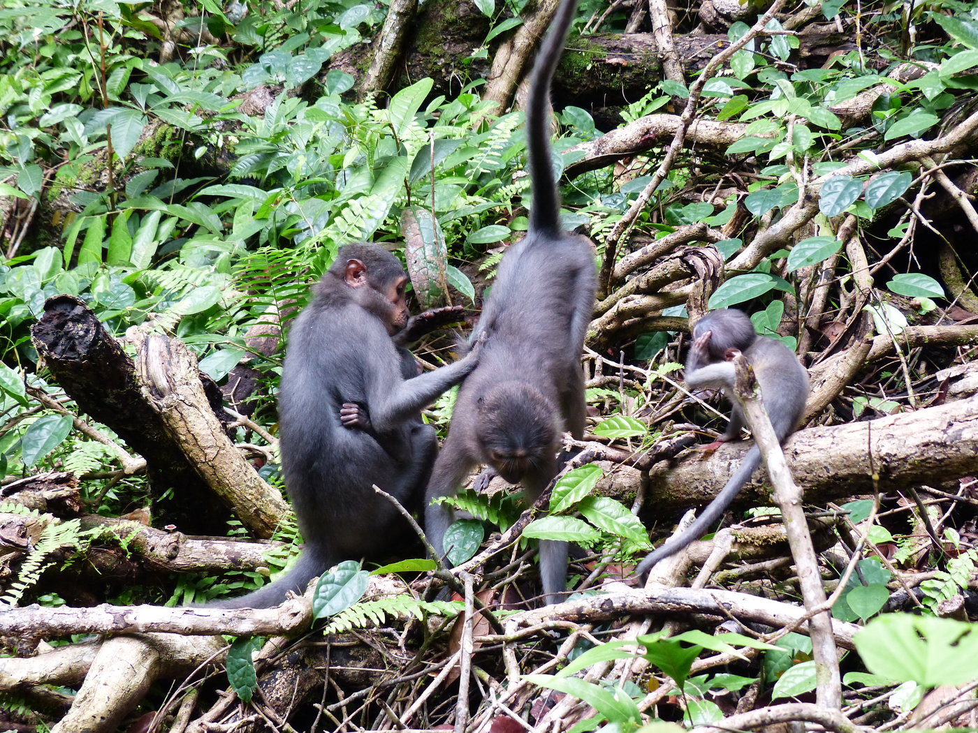 Auch Rußmangaben machten ihre Entscheidung für oder gegen einen bestimmten Fellpflegepartner von ihrem sozialen Umfeld abhängig. Foto: © MPI f. evolutionäre Anthropologie/ A. Mielke