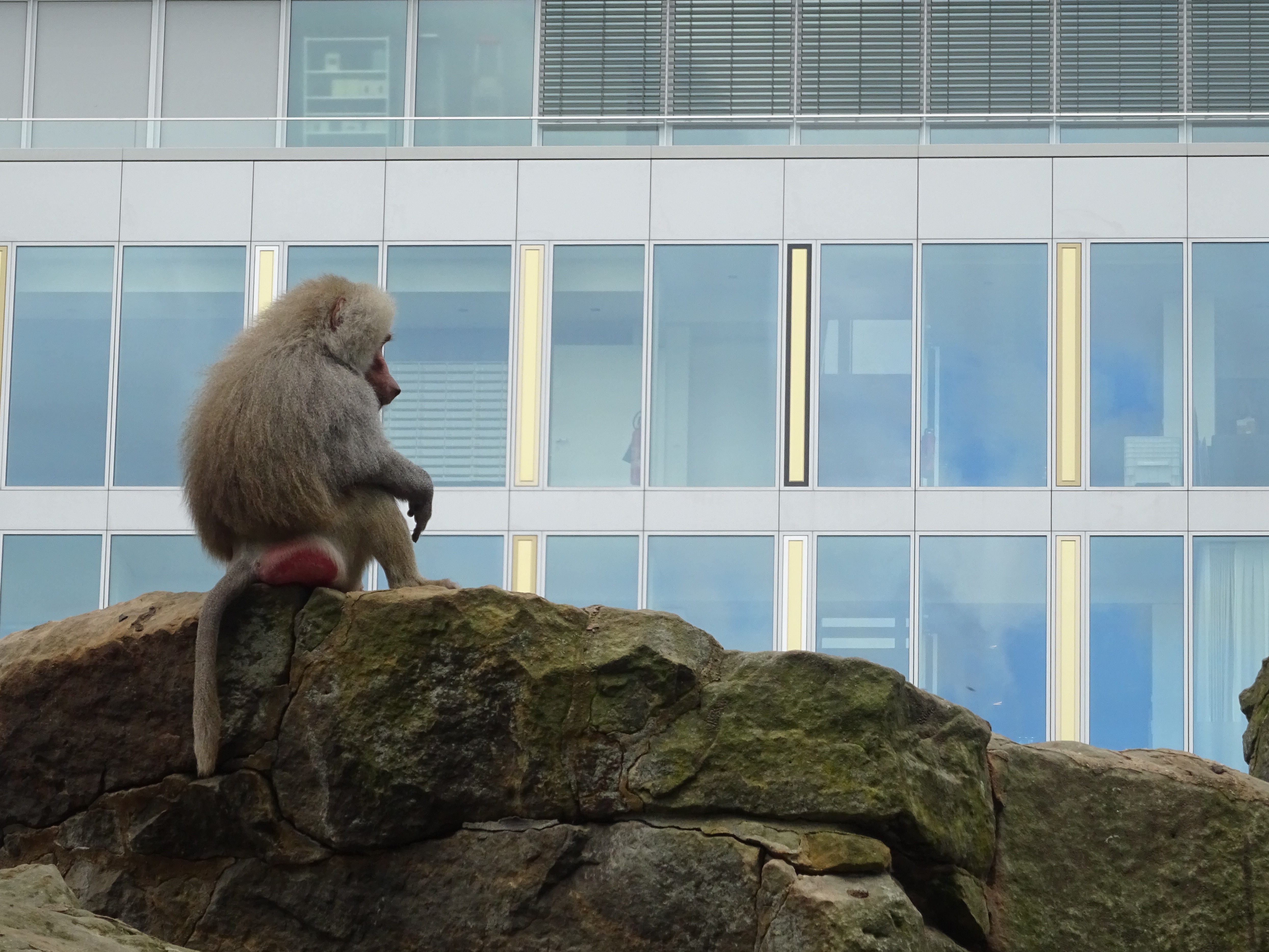 Artgerechter Lebensraum?, Foto: Archiv Great Ape Project