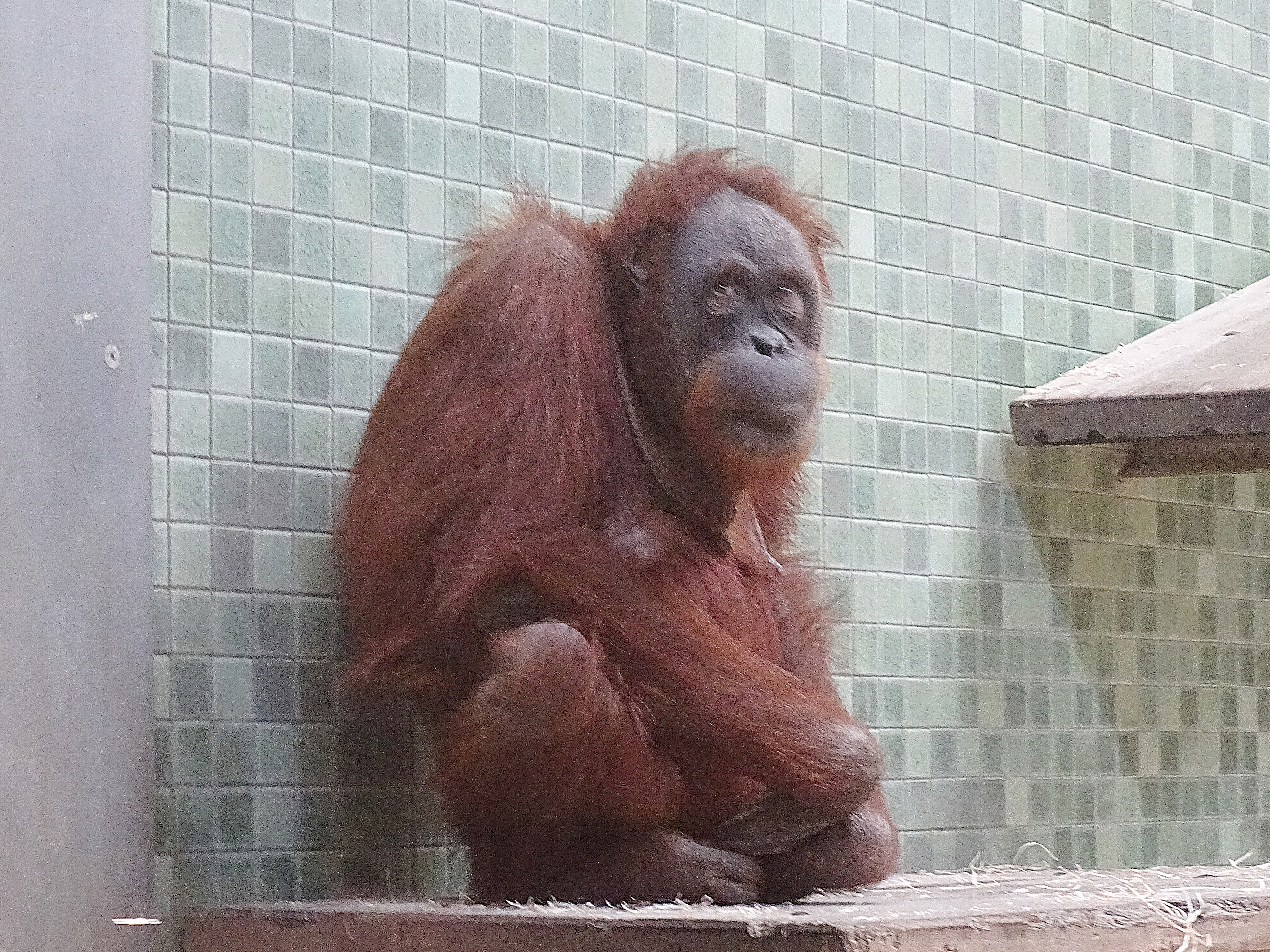 In vollverfliestem Betonbunker, Foto: Archiv Great Ape Project