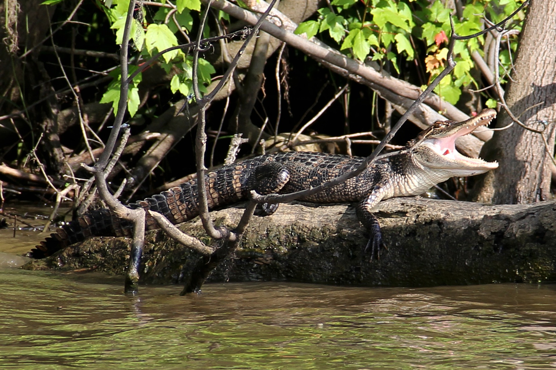 Alligator in den Sümpfen von Luisiana, Foto: pixabay.com (Pixabay License)