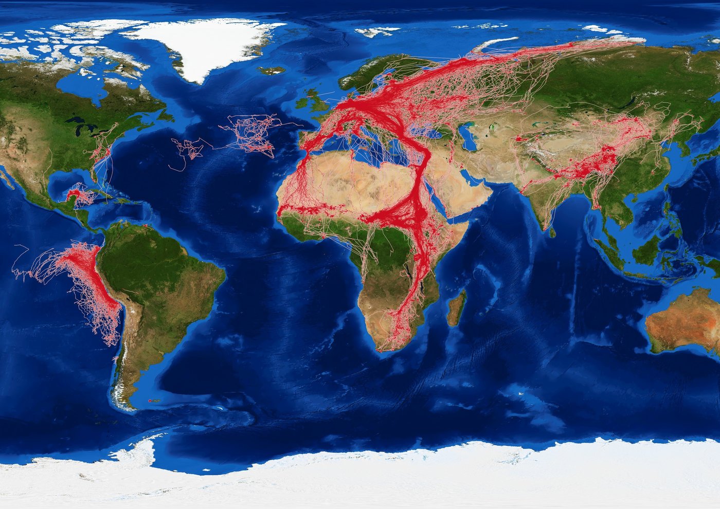 Karte mit Wanderungsbewegungen, wie sie in der Datenbank Movebank gespeichert werden. © MPI f. Verhaltensbiologie / MacCine