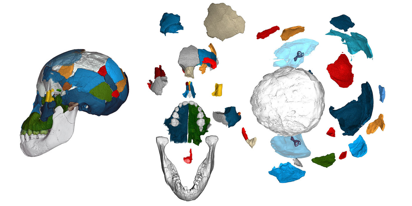 Über mehrere Jahre arbeiteten die Forscher an der Rekonstruktion von fossilen Schädeln der Art&nbsp;Australopithecus afarensis.
