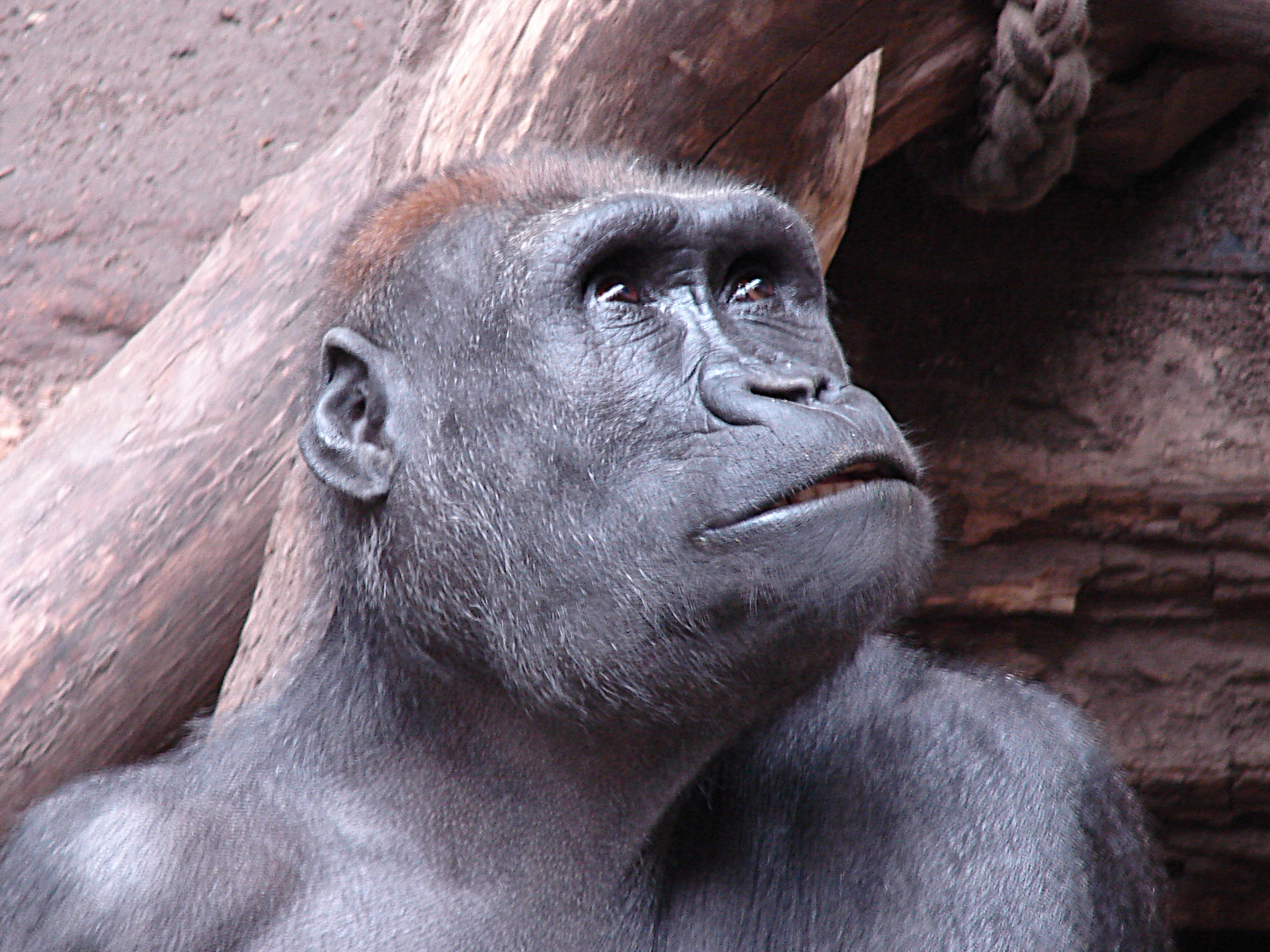 Gorilla im Zoo Leipzig