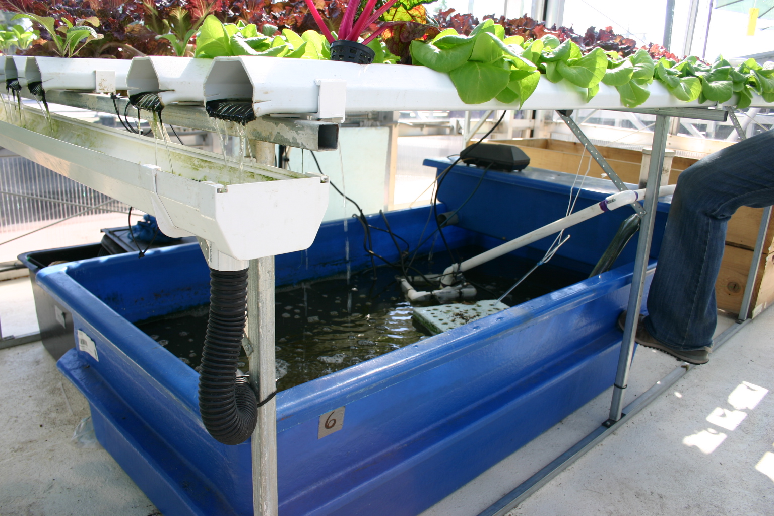 Aquaponik, Foto: ©&nbsp;Ryan Somma, Wikipedia,&nbsp; CC BY-SA 2.0