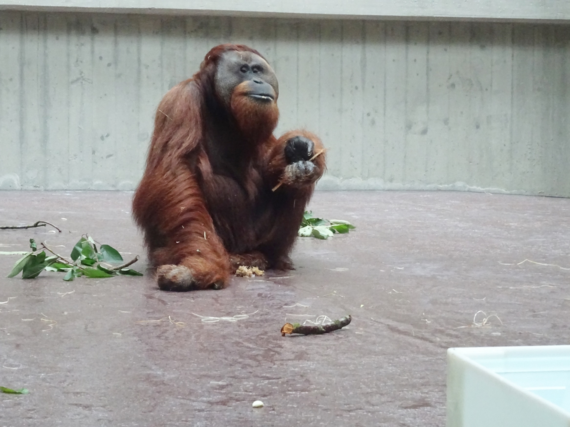 Auf nacktem Beton im Baseler Zoo (Foto: © Archiv GAP)