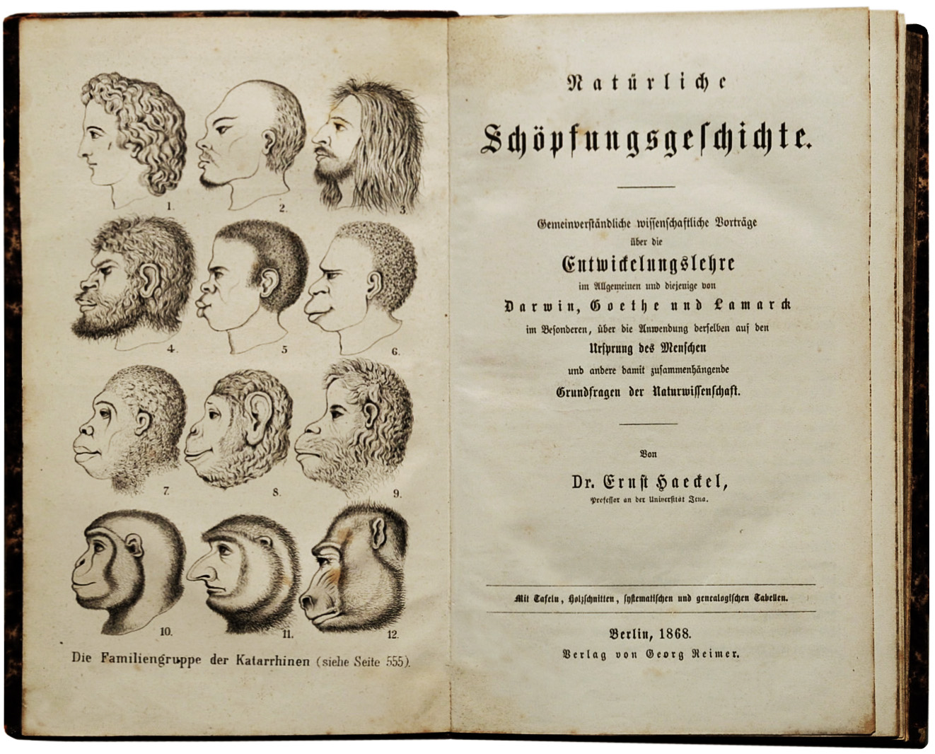 Ernst Haeckels wissenschaftliche Anordnung von Menschenarten