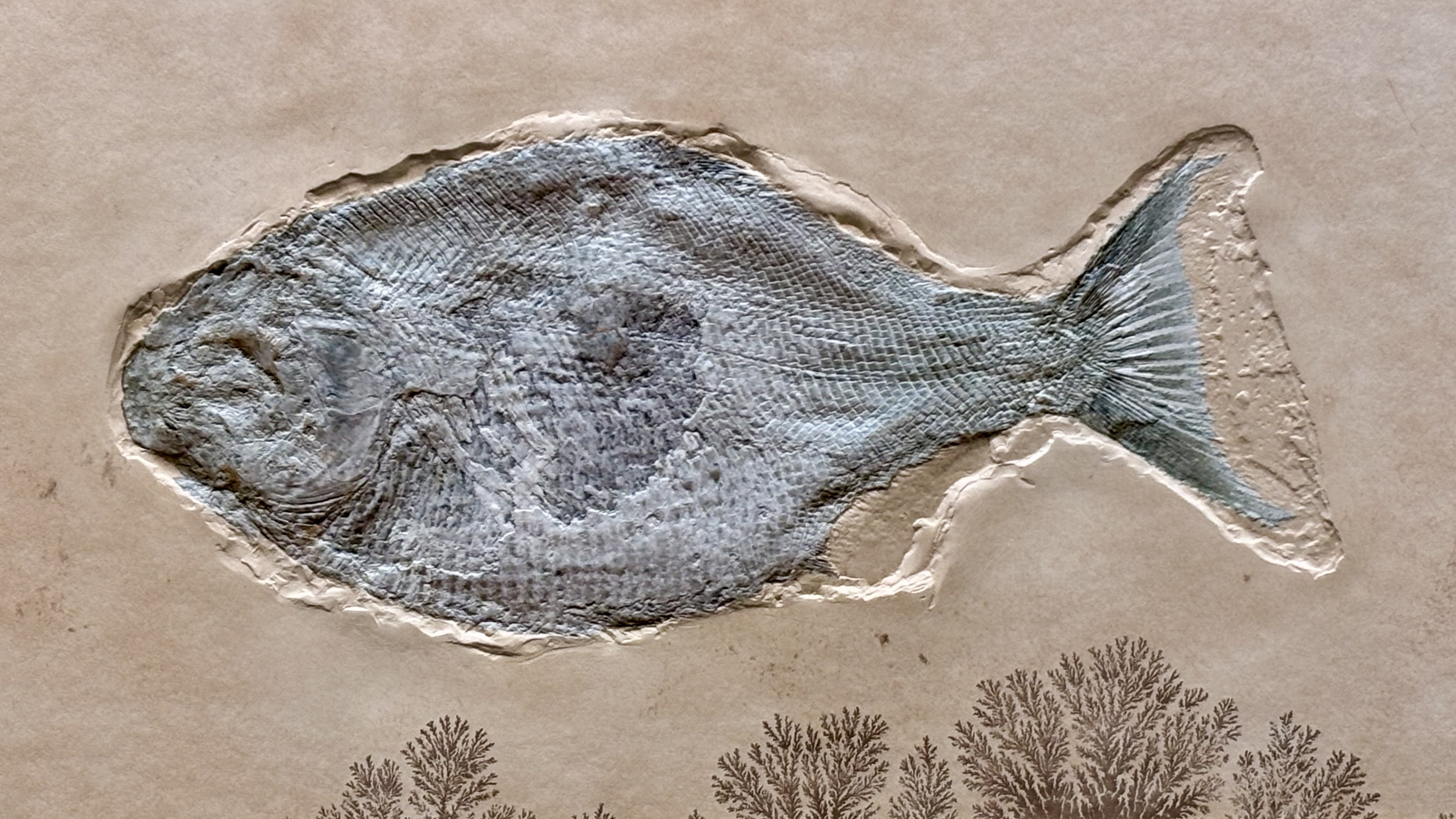 Fossiler Fisch im Naturkundemuseum Berlin, Foto: © Frank Nicolai