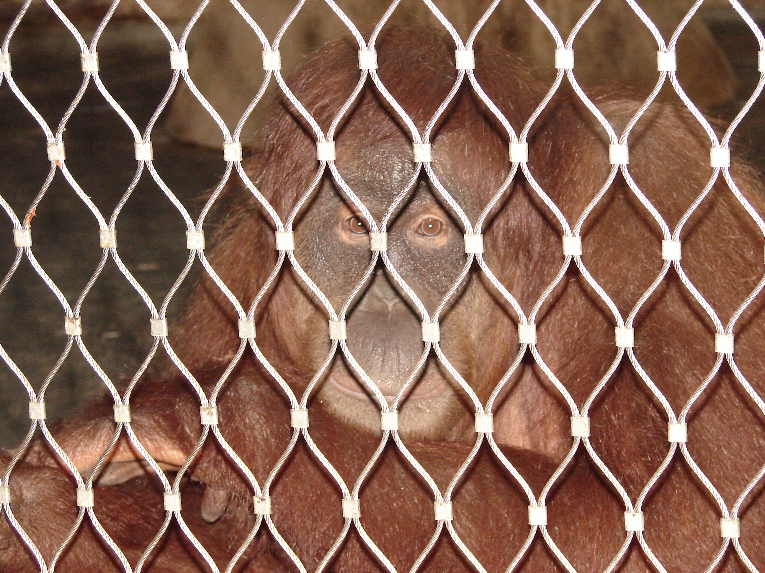 Orang Utan hinter Gittern