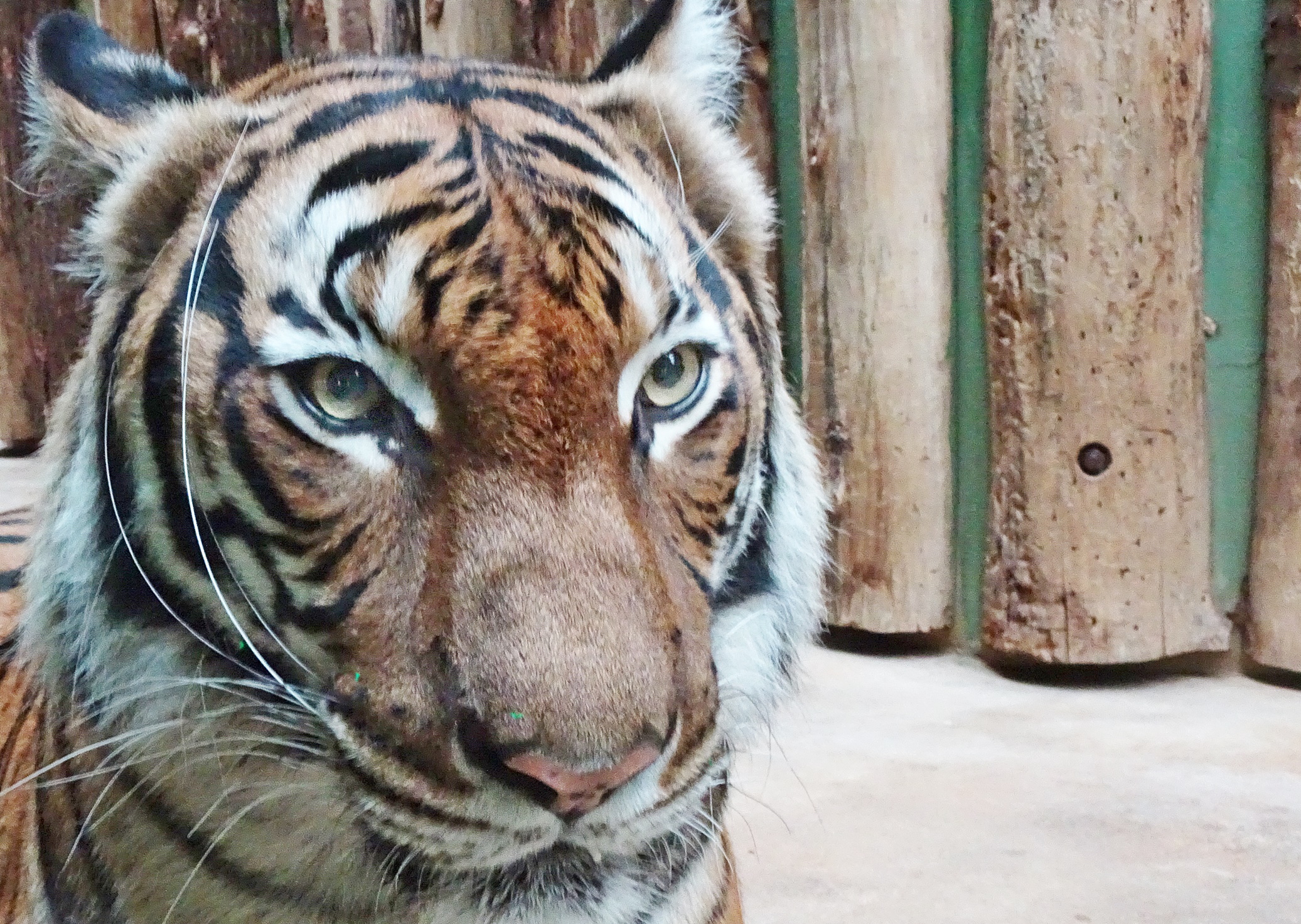 Tiger
