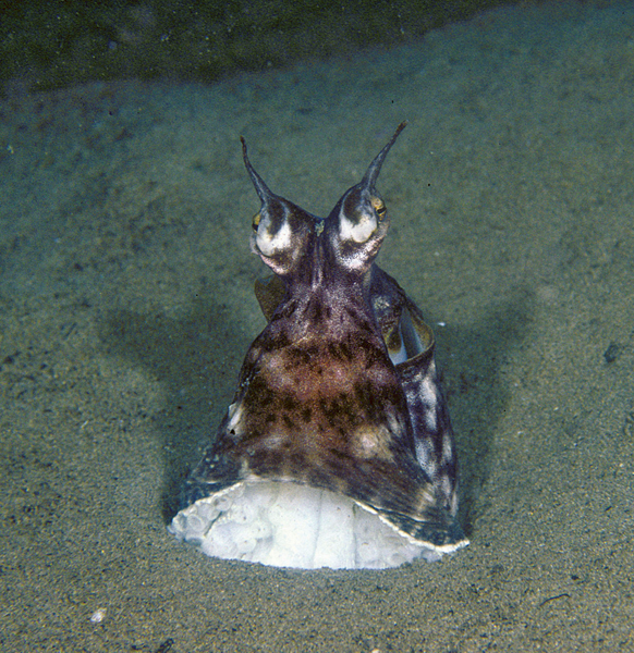 Nachahmer-Krake Thaumoctopus mimicus, Foto: © Archiv Debelius