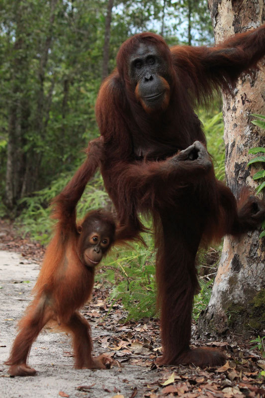 Orang-Utan-Mutter mit Nachwuchs, Tanjung Puting Nationalpark, Indonesien. © Bpk Bain