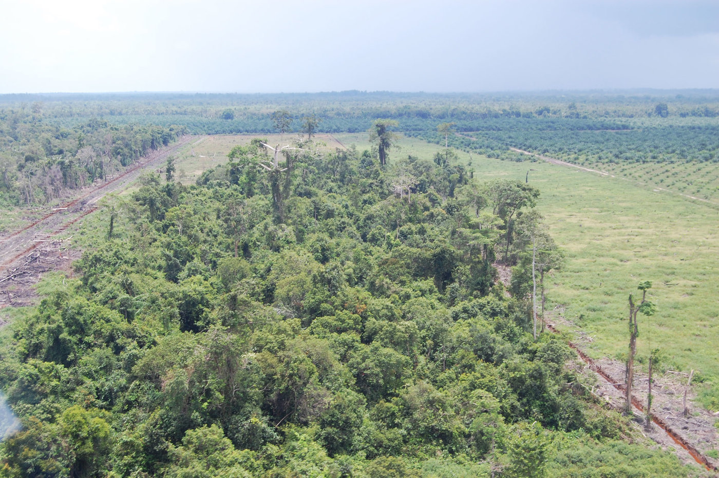 Wald auf dem Rückzug
