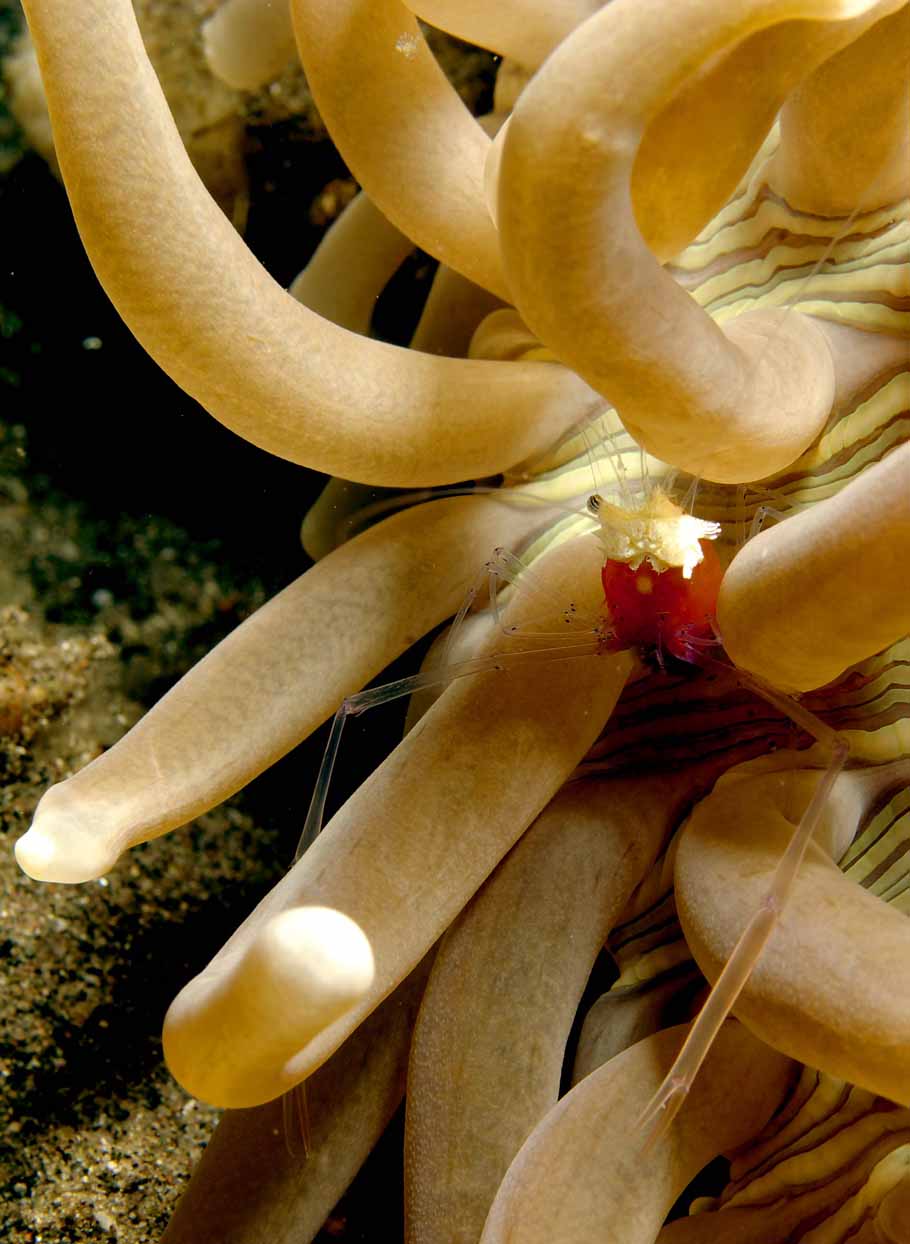 Partnergarnele Kemponia kororensis, Foto: © Archiv Debelius