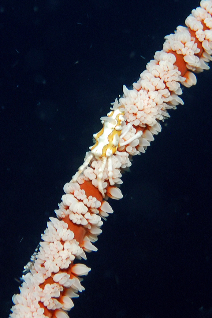Spinnenkrabbe Xenocarcinus tuberculatus auf einer Peitschenkoralle, Foto: © Archiv Debelius
