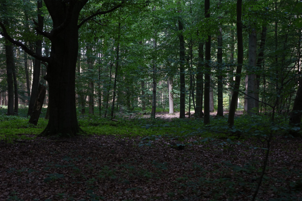 Der Boberower Wald 