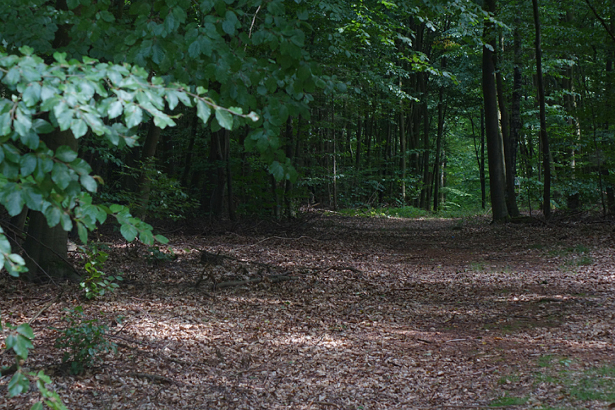 Der Forst von Boberow - ein tiefer Wald 