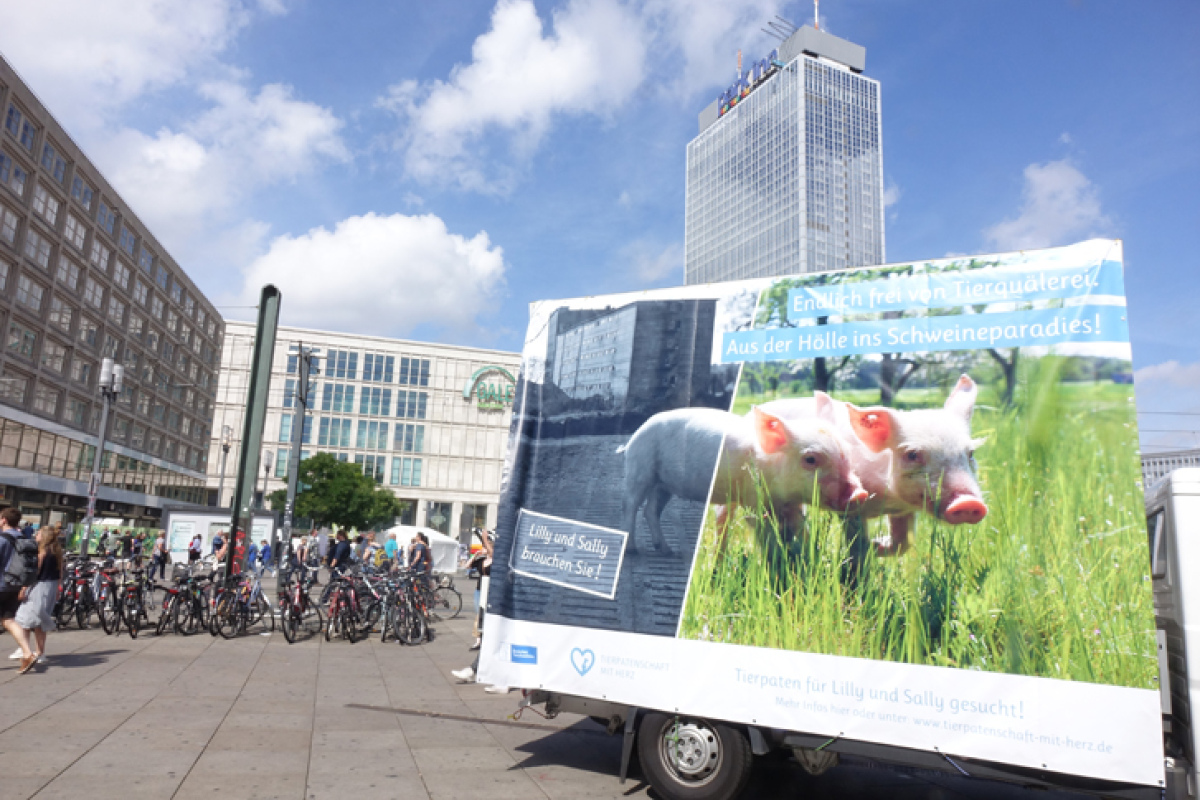 Schweinemast im Hochhaus 