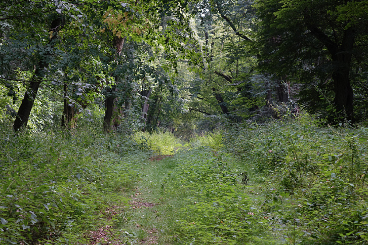 Der Wald von Boberow - wo auch heute noch die Kutschen fahren