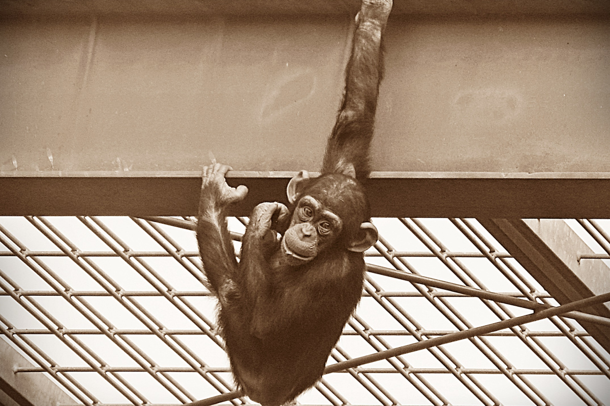 Schimpansenkind im "Freigehege" des Zoos Bremerhaven