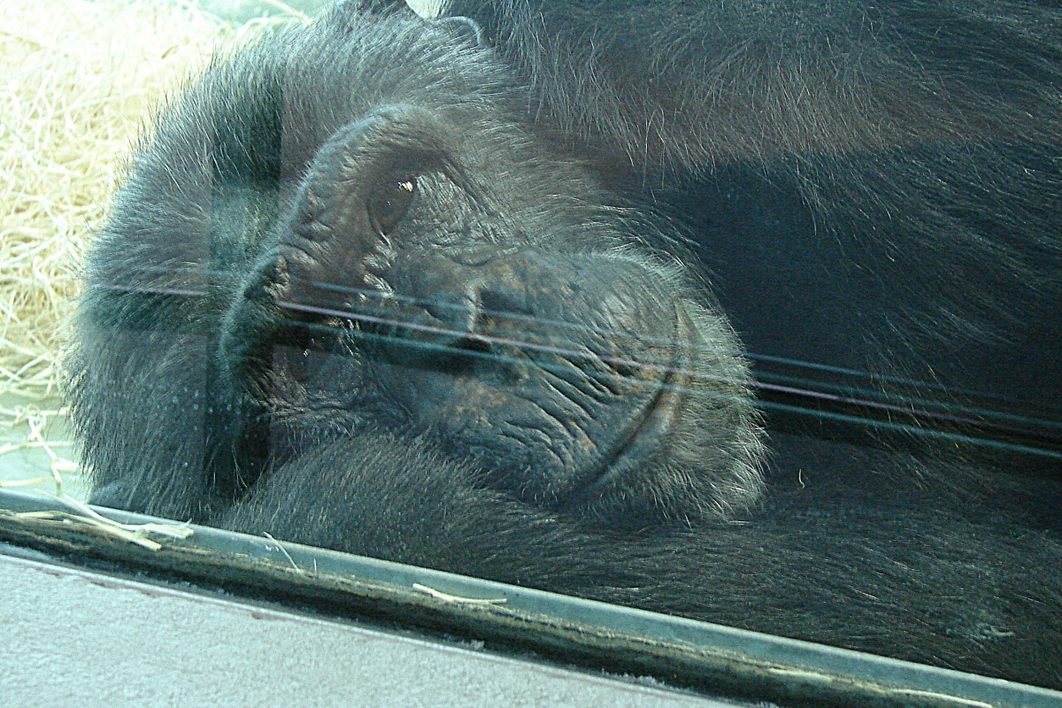 Hinter zentimeterdickem Panzerglas