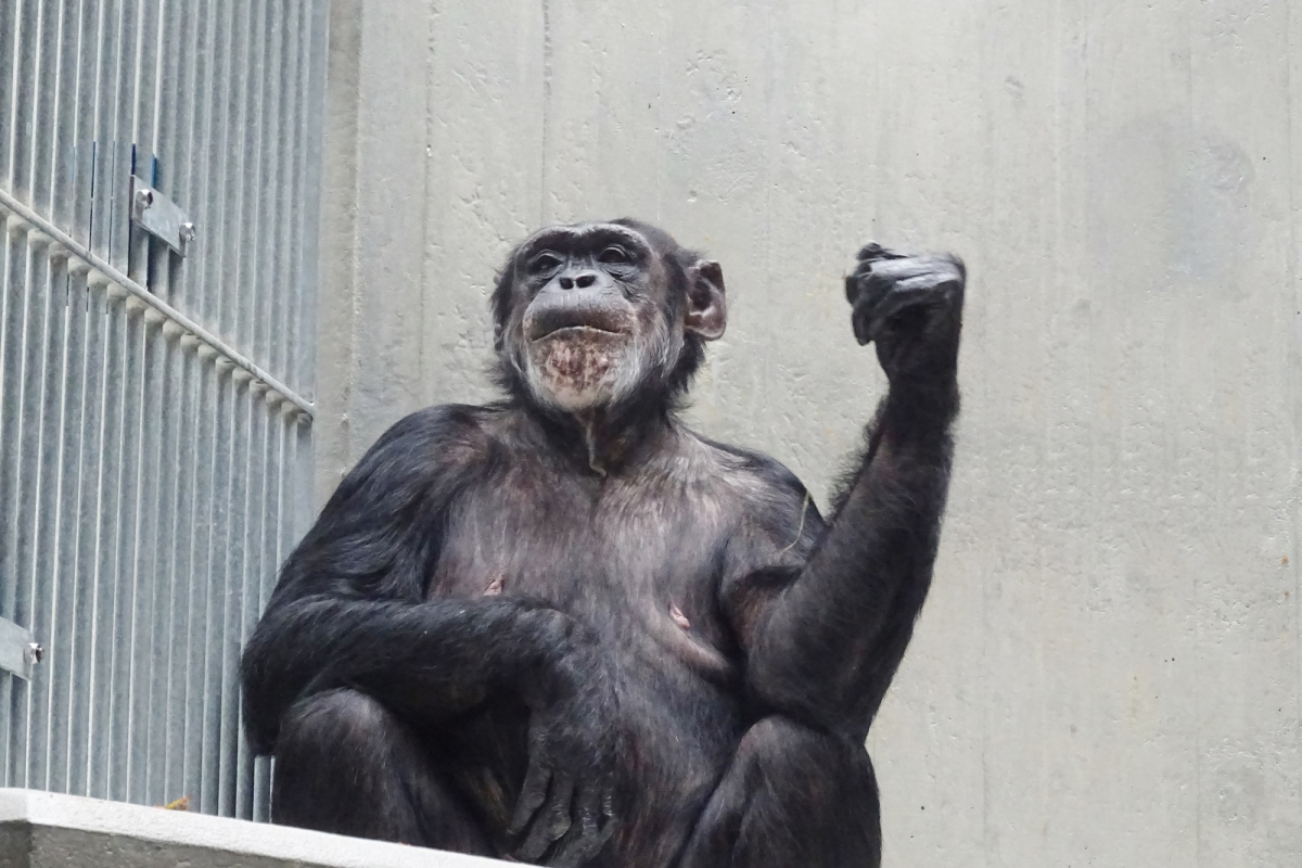Auf nacktem Beton im Baseler Zoo