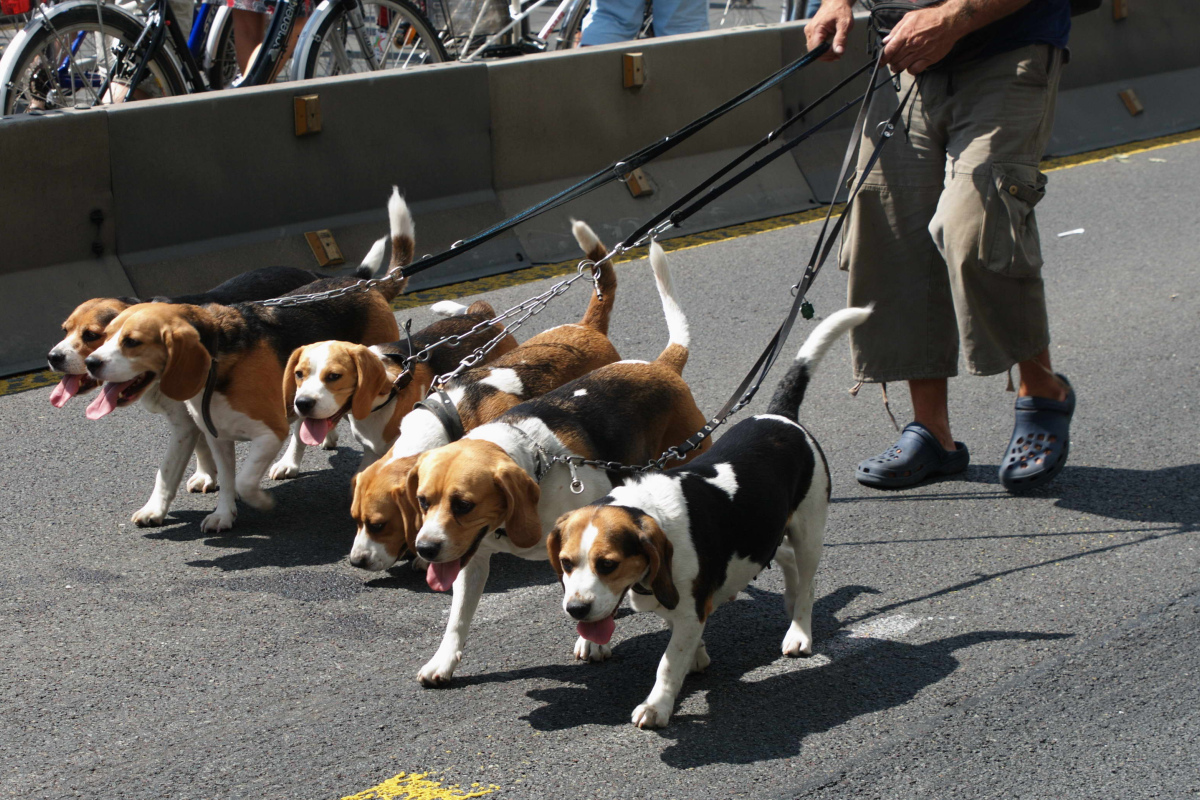 Snoopy ist ein Beagle