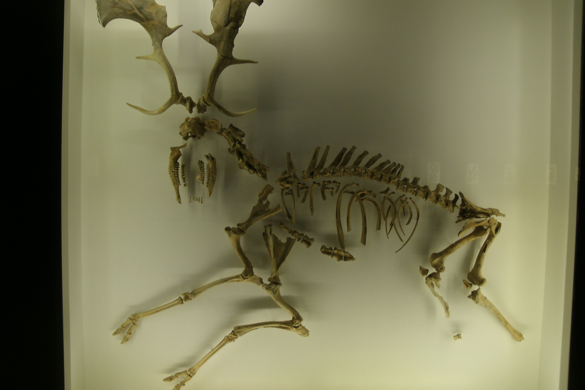 Bei Halle ausgegrabener europäischer Riesenhirsch - Ausstellung im Berliner Naturkundemuseum.